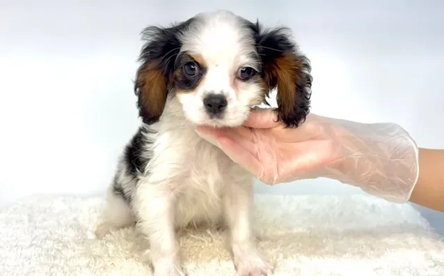 茨城県坂東市にてキャバリアの男の子のご家様を募集しております...