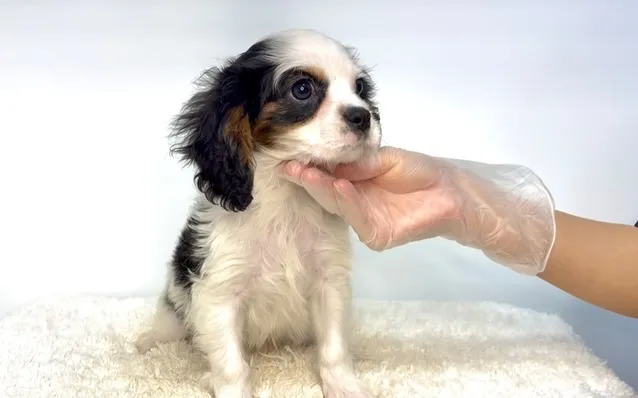 茨城県坂東市にてキャバリアの男の子のご家様を募集しております...