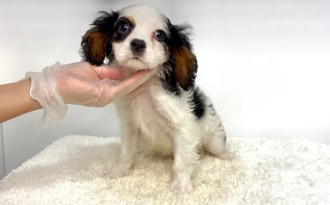 茨城県坂東市にてキャバリアの男の子のご家様を募集しております...