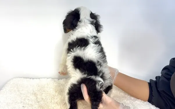 茨城県坂東市にてキャバリアの男の子のご家様を募集しております...