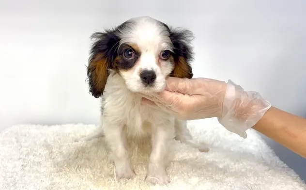 茨城県坂東市にてキャバリアの男の子のご家様を募集しております...