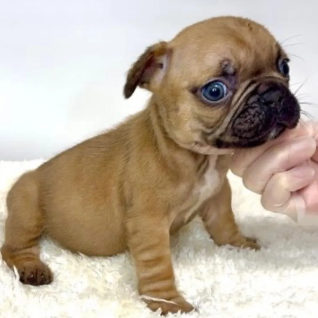 フレンチブルドッグ