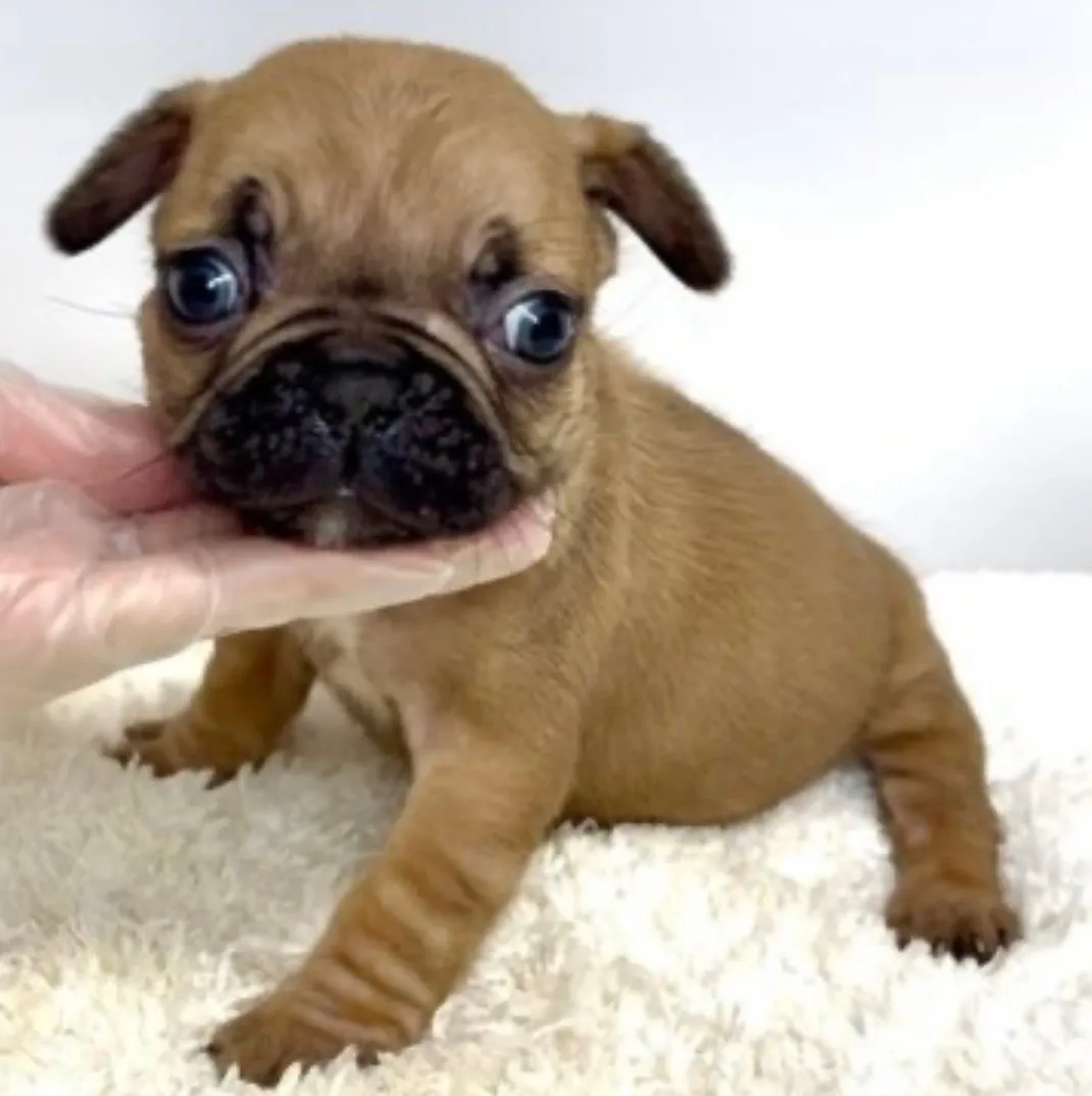 フレンチブルドッグ