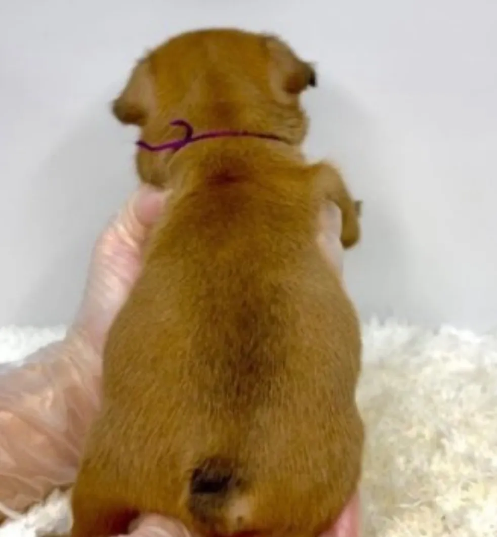 フレンチブルドッグ