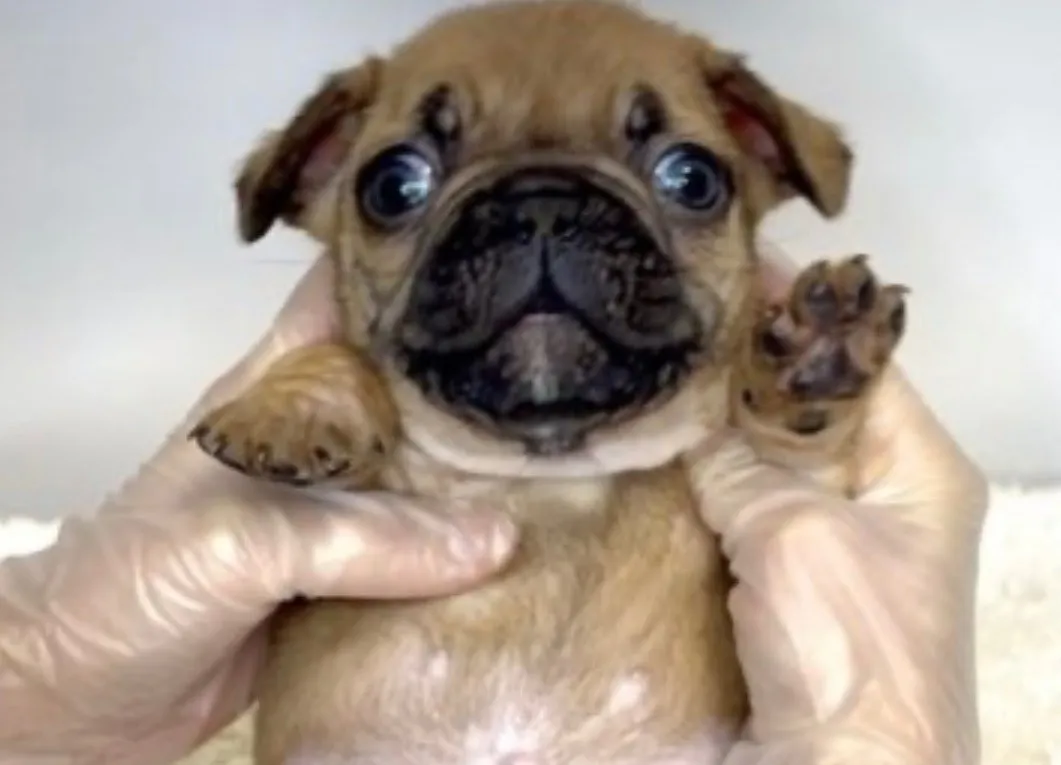 フレンチブルドッグ