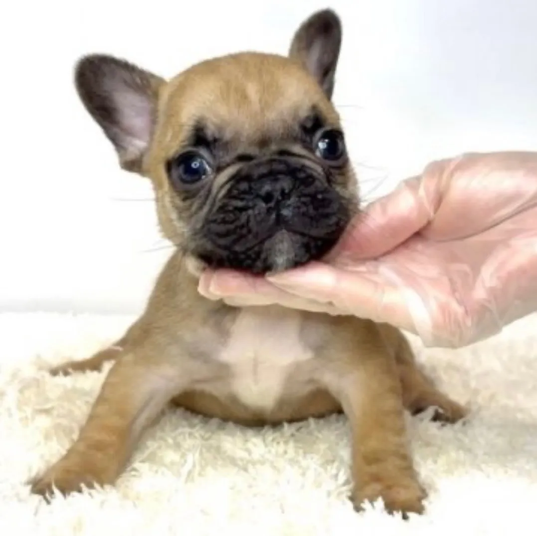フレンチブルドッグ