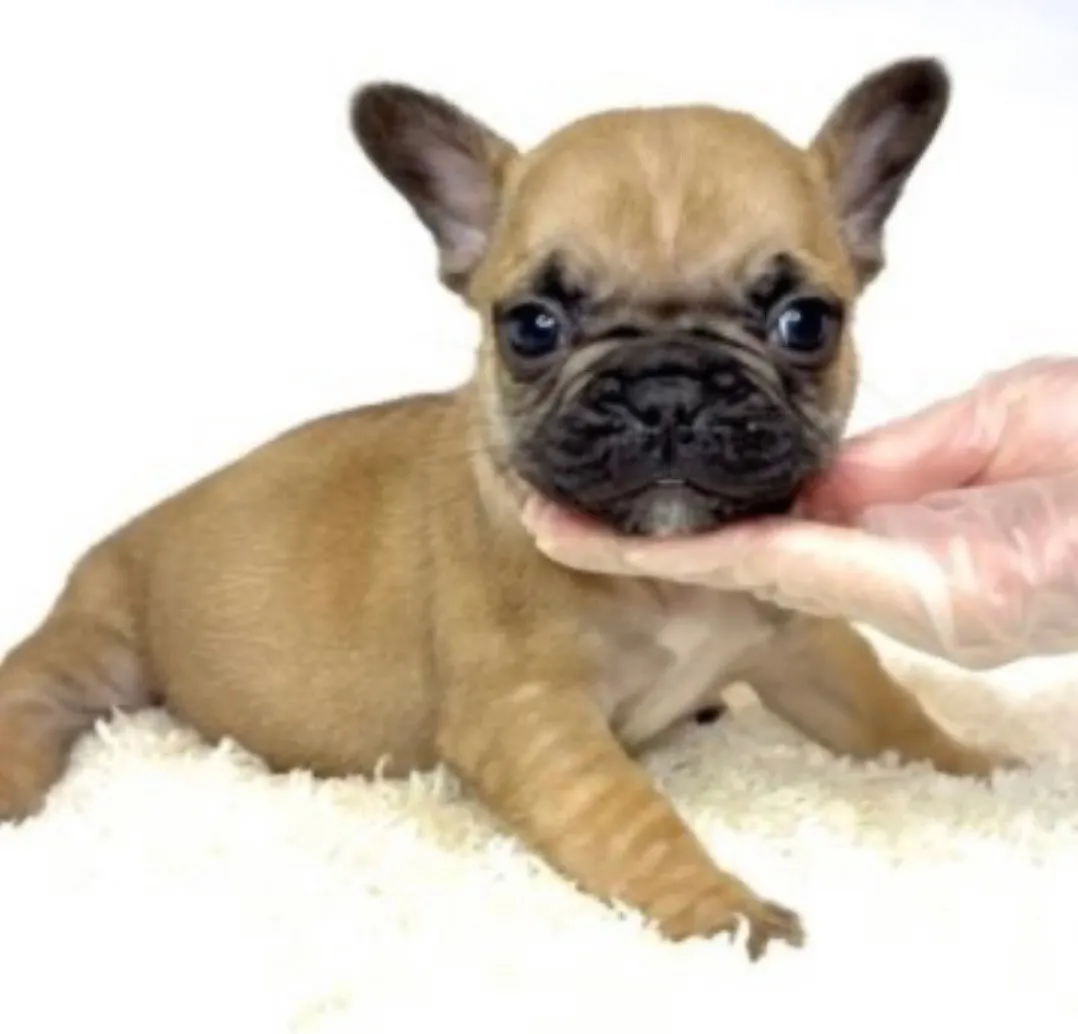 フレンチブルドッグ