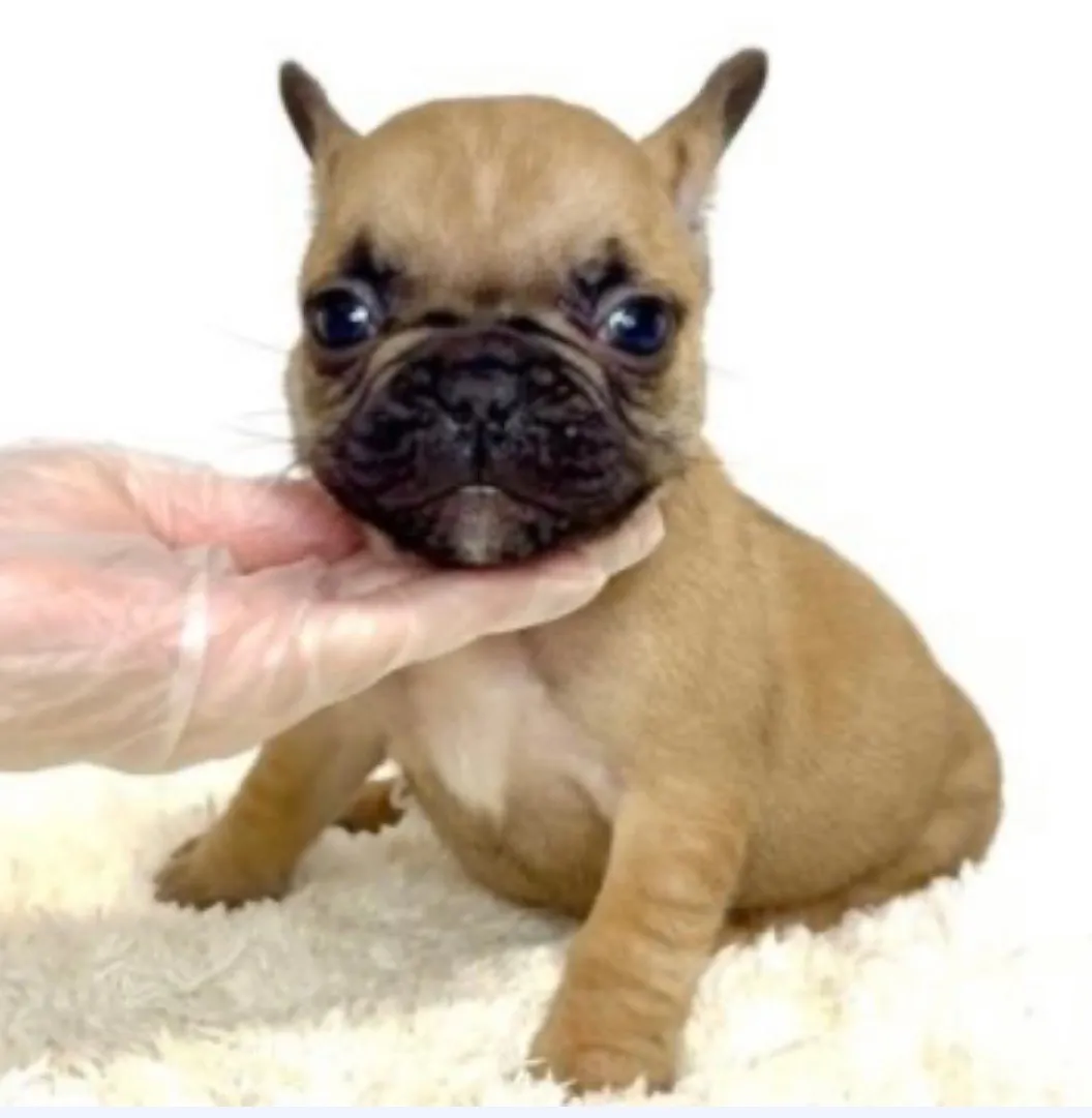 フレンチブルドッグ