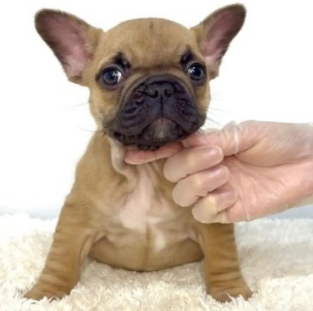 フレンチブルドッグ
