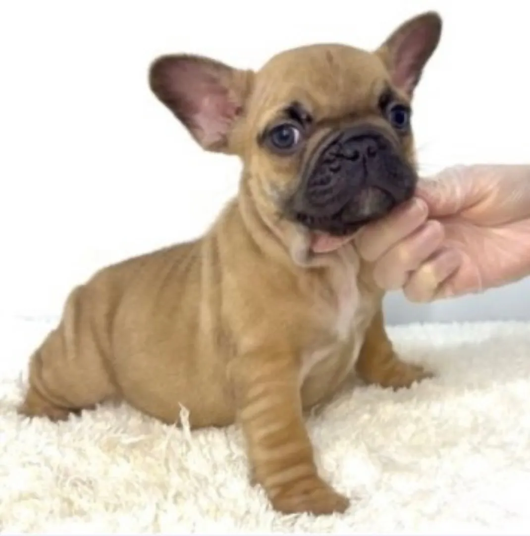 フレンチブルドッグ