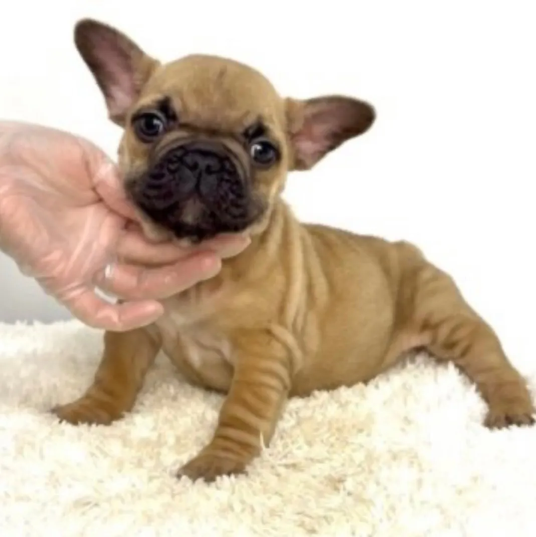 フレンチブルドッグ