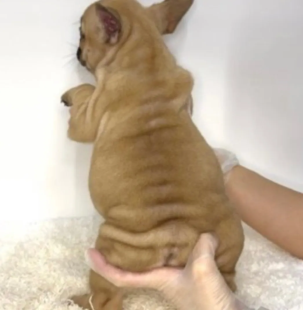 フレンチブルドッグ