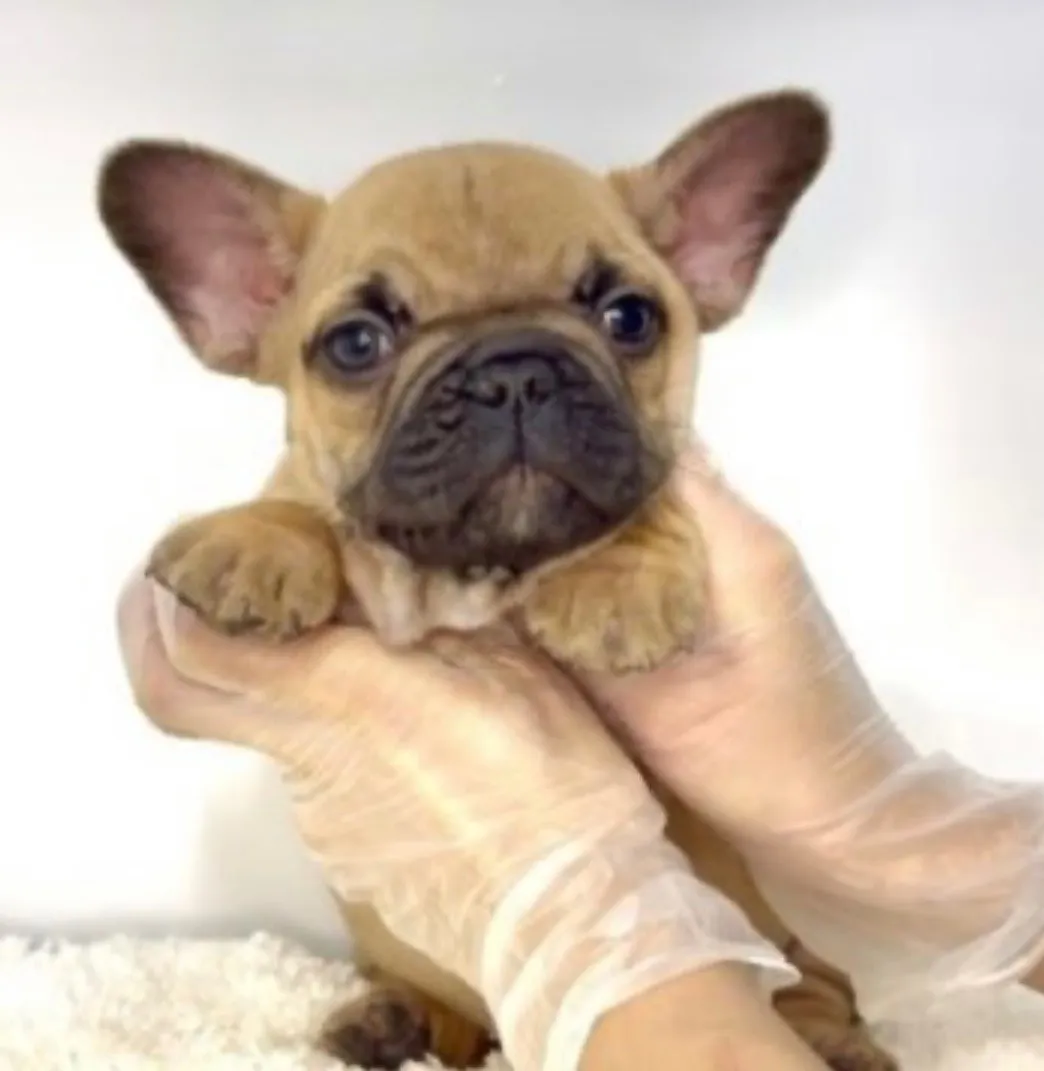 フレンチブルドッグ