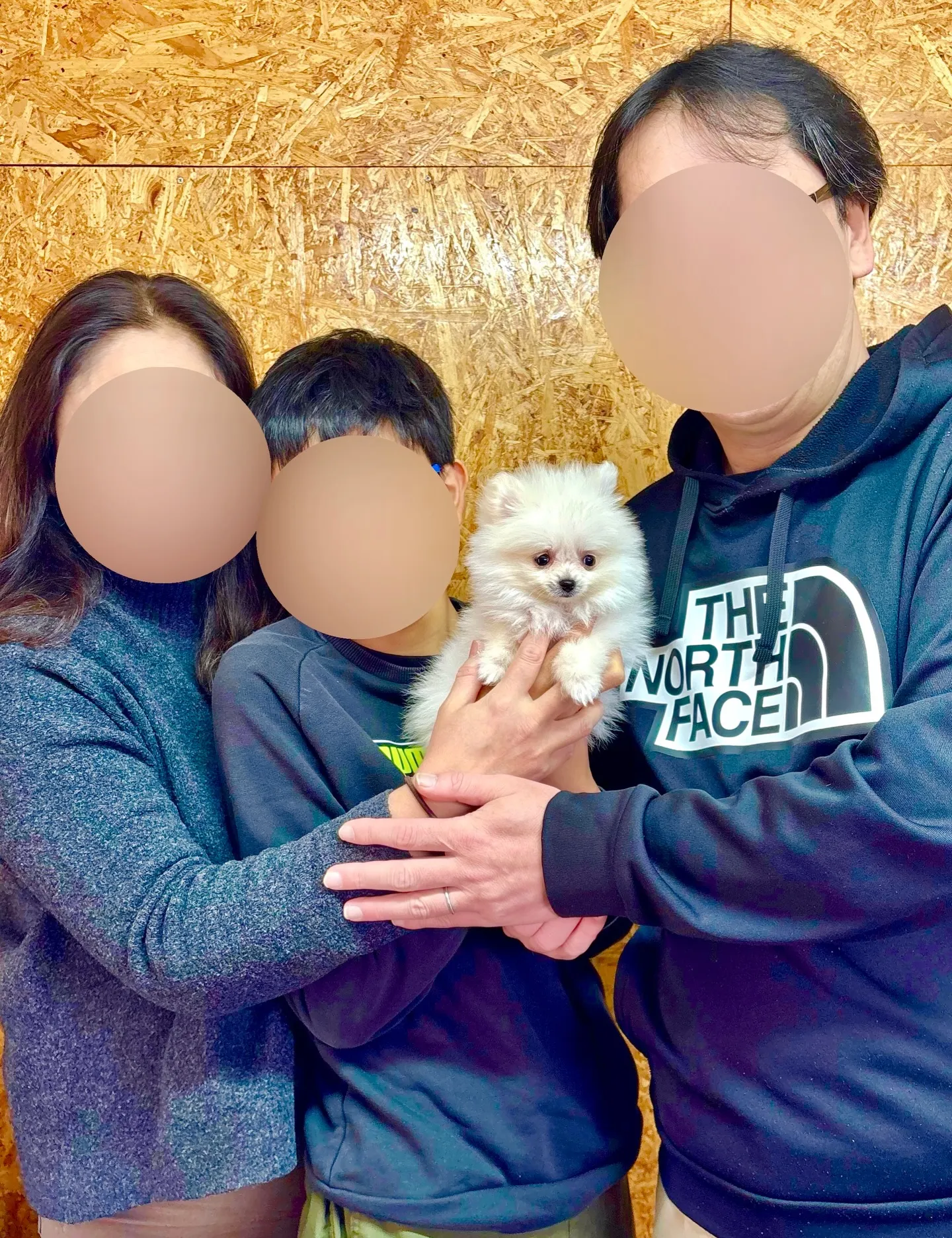 本日、千葉県のご家族様がポメラニアンの女の子のお迎えにお越し...