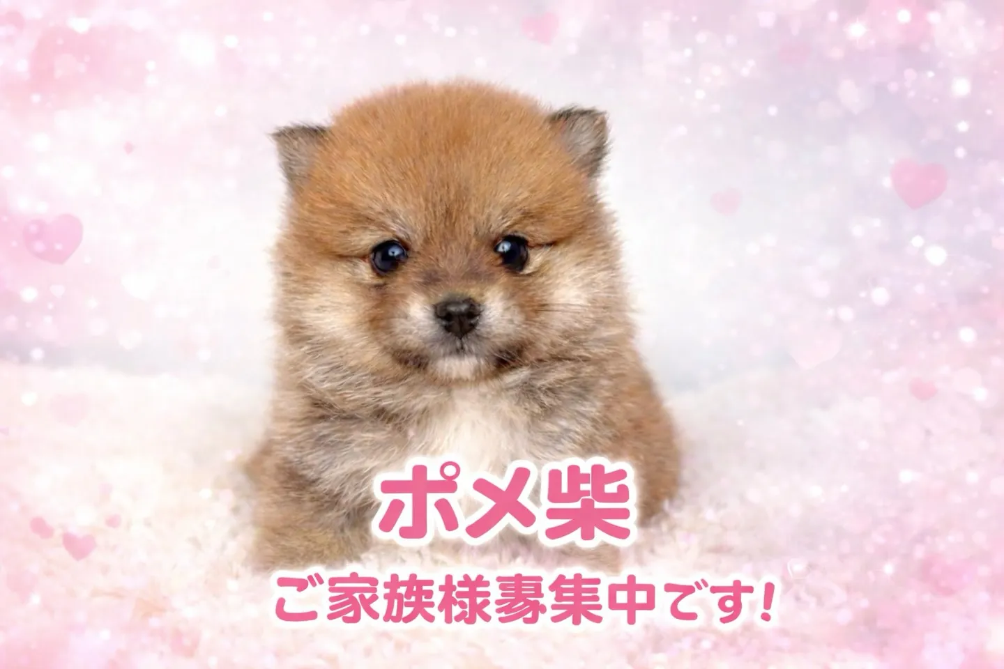 茨城県坂東市にて、ポメ柴の女の子のご家族様を募集しております...