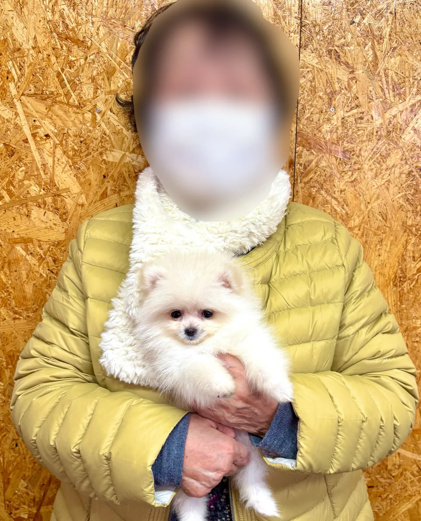 本日、茨城県のご家族様がポメラニアンの女の子のお迎えにお越し...