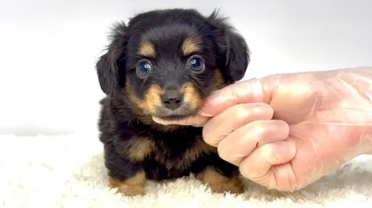 茨城県坂東市にてチワックスの男の子のご家族様を募集しておりま...