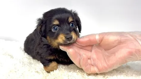 茨城県坂東市にてチワックスの男の子のご家族様を募集しておりま...
