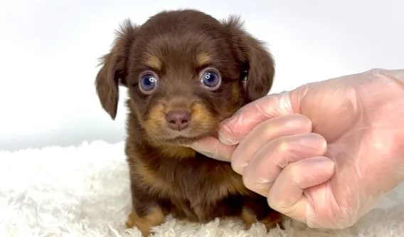 茨城県坂東市にてチワックスの男の子のご家族様を募集しておりま...