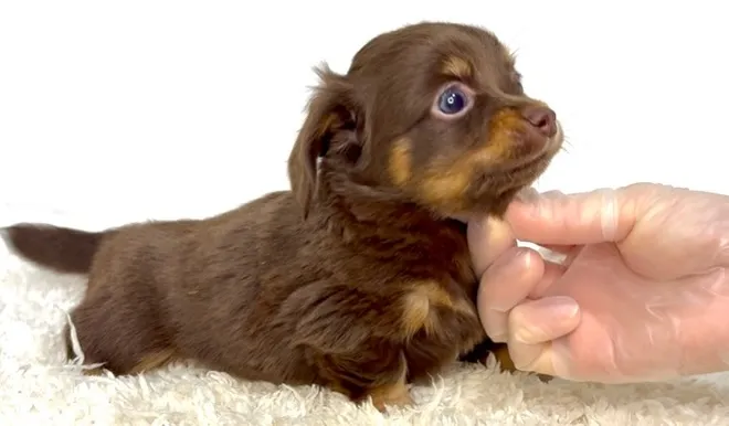 茨城県坂東市にてチワックスの男の子のご家族様を募集しておりま...