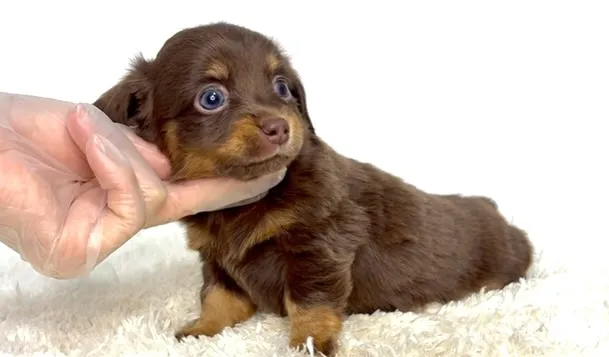 茨城県坂東市にてチワックスの男の子のご家族様を募集しておりま...