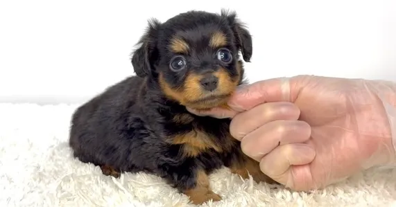 茨城県坂東市にてチワックスの女の子のご家族様を募集しておりま...