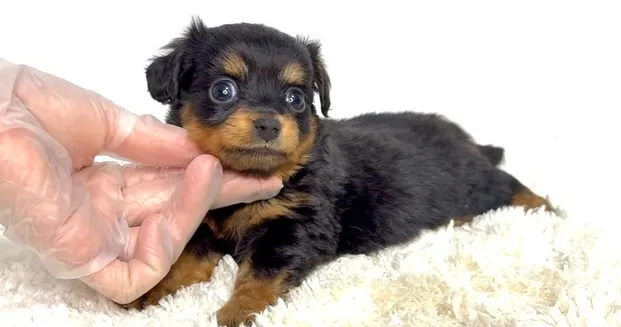 茨城県坂東市にてチワックスの女の子のご家族様を募集しておりま...