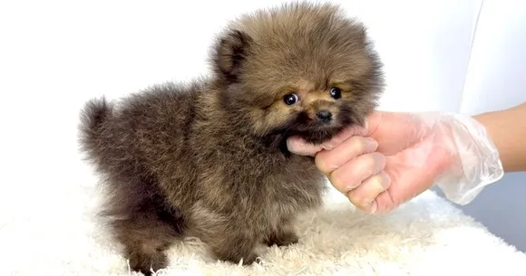 茨城県坂東市にて、ポメラニアンの男の子のご家族様を募集してお...