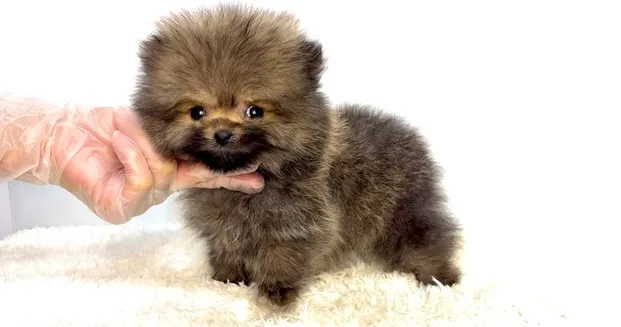 茨城県坂東市にて、ポメラニアンの男の子のご家族様を募集してお...