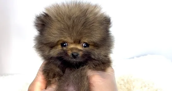 茨城県坂東市にて、ポメラニアンの男の子のご家族様を募集してお...