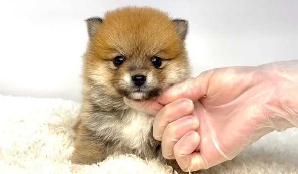 茨城県坂東市にて、ポメ柴の女の子のご家族様を募集しております...