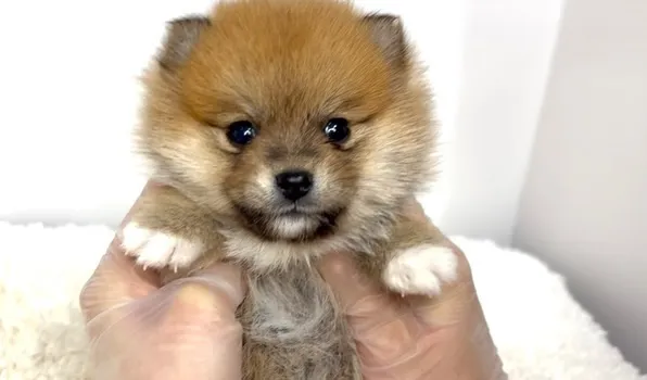 茨城県坂東市にて、ポメ柴の女の子のご家族様を募集しております...