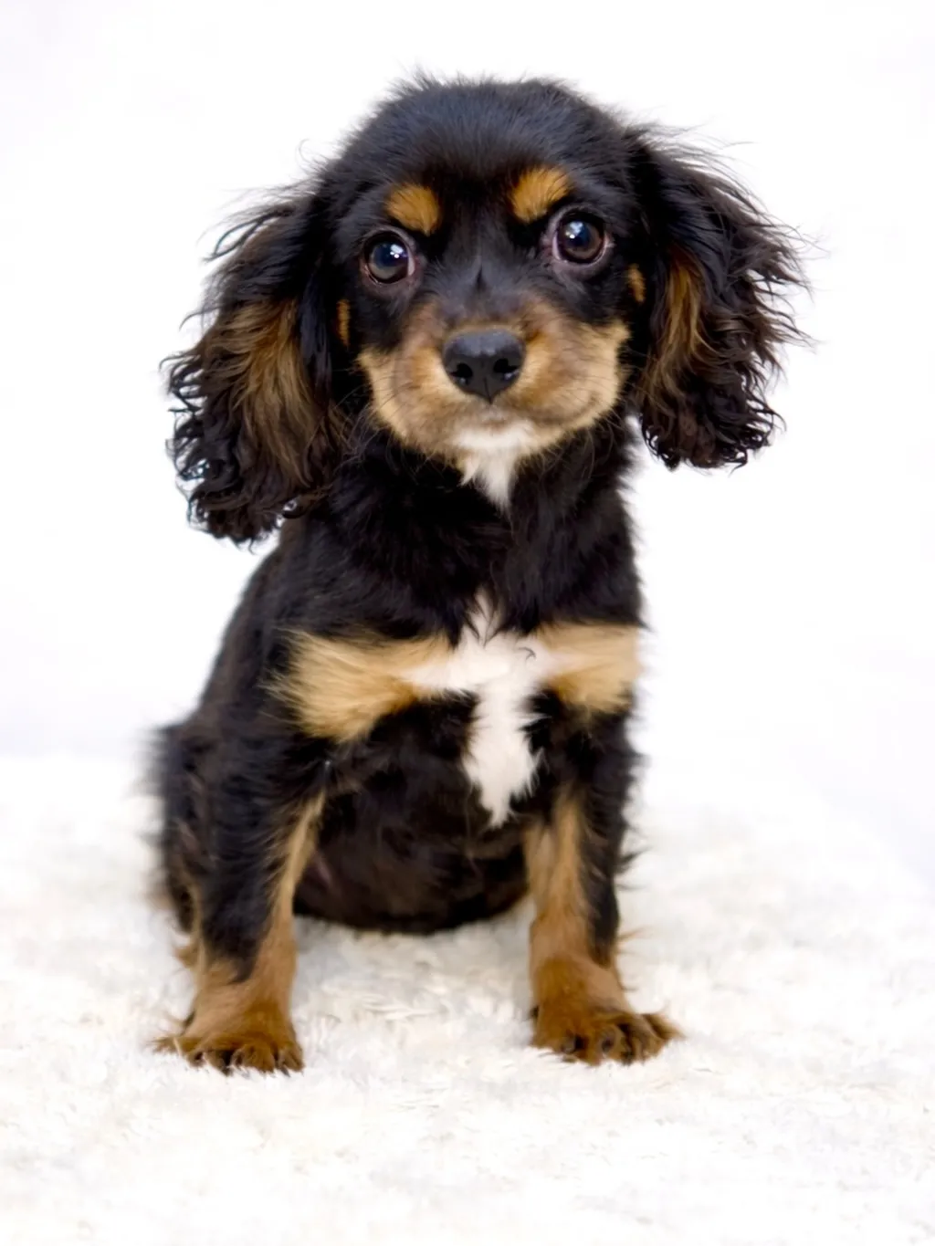 茨城県坂東市にてキャバリアの男の子のご家様を募集しております...