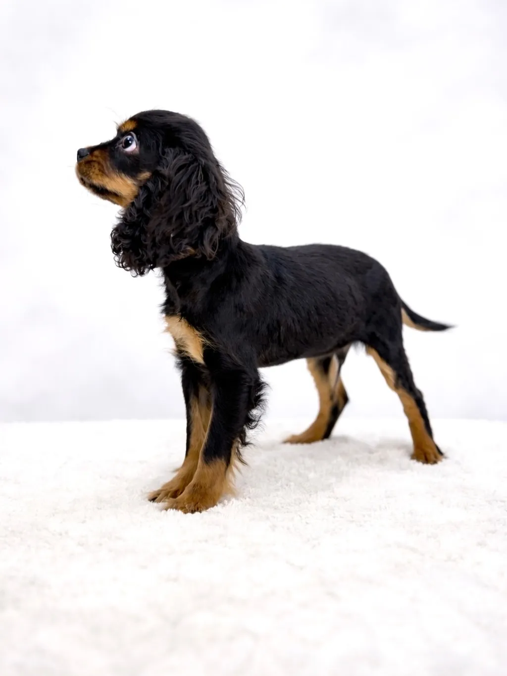 茨城県坂東市にてキャバリアの男の子のご家様を募集しております...