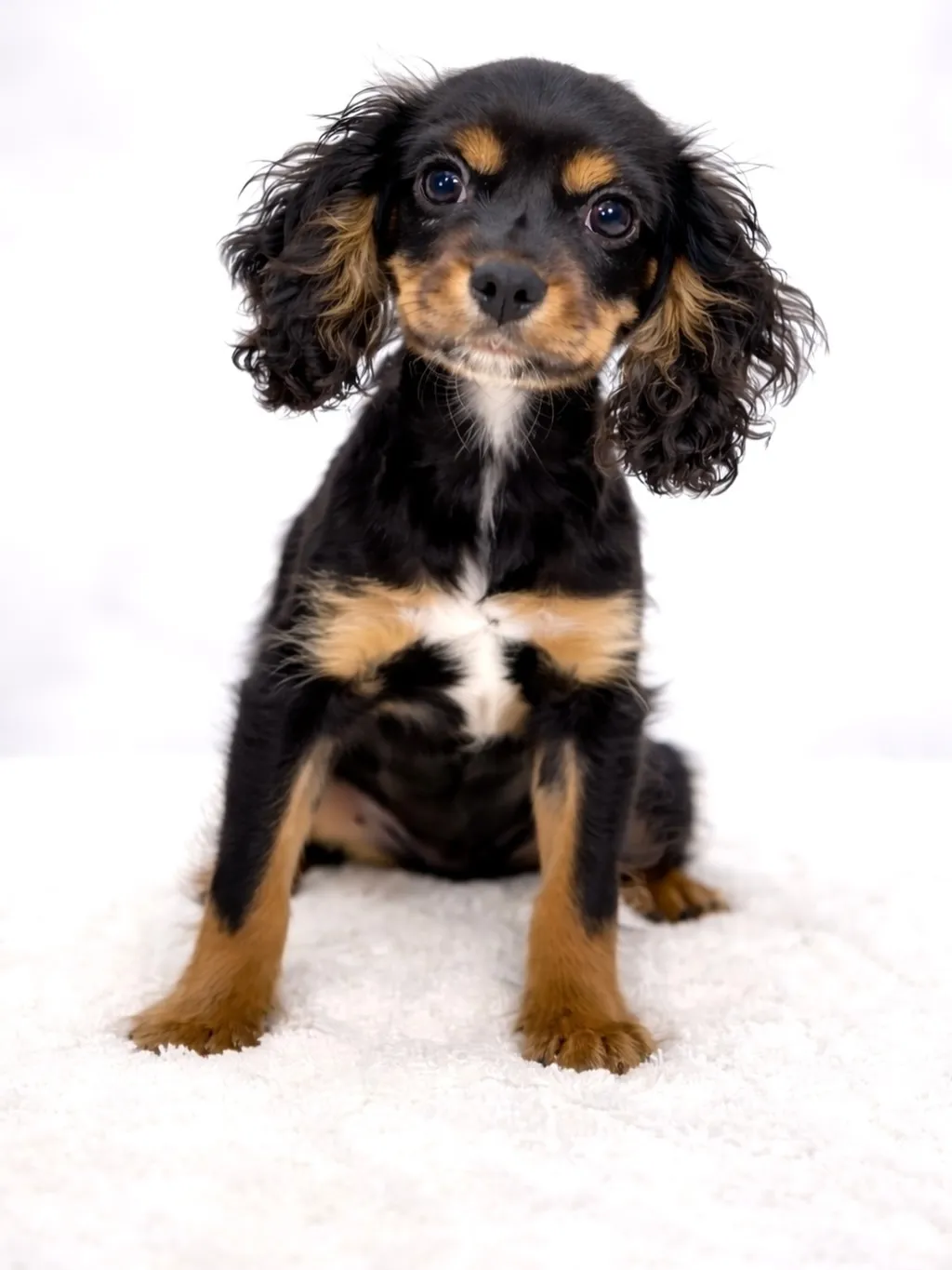 茨城県坂東市にてキャバリアの男の子のご家様を募集しております...