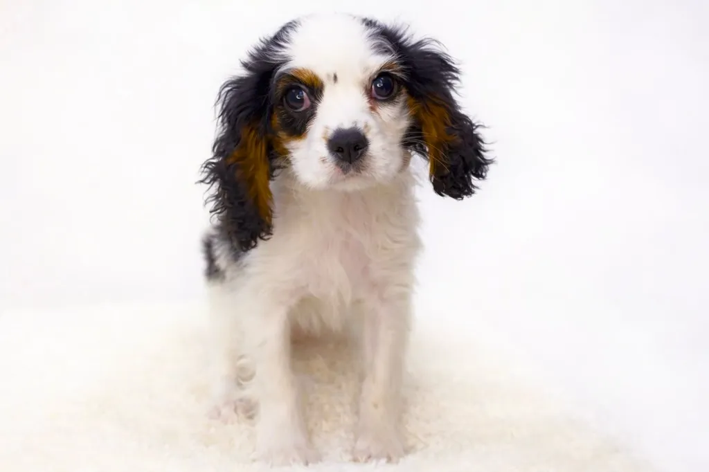 茨城県坂東市にてキャバリアの男の子のご家様を募集しております...