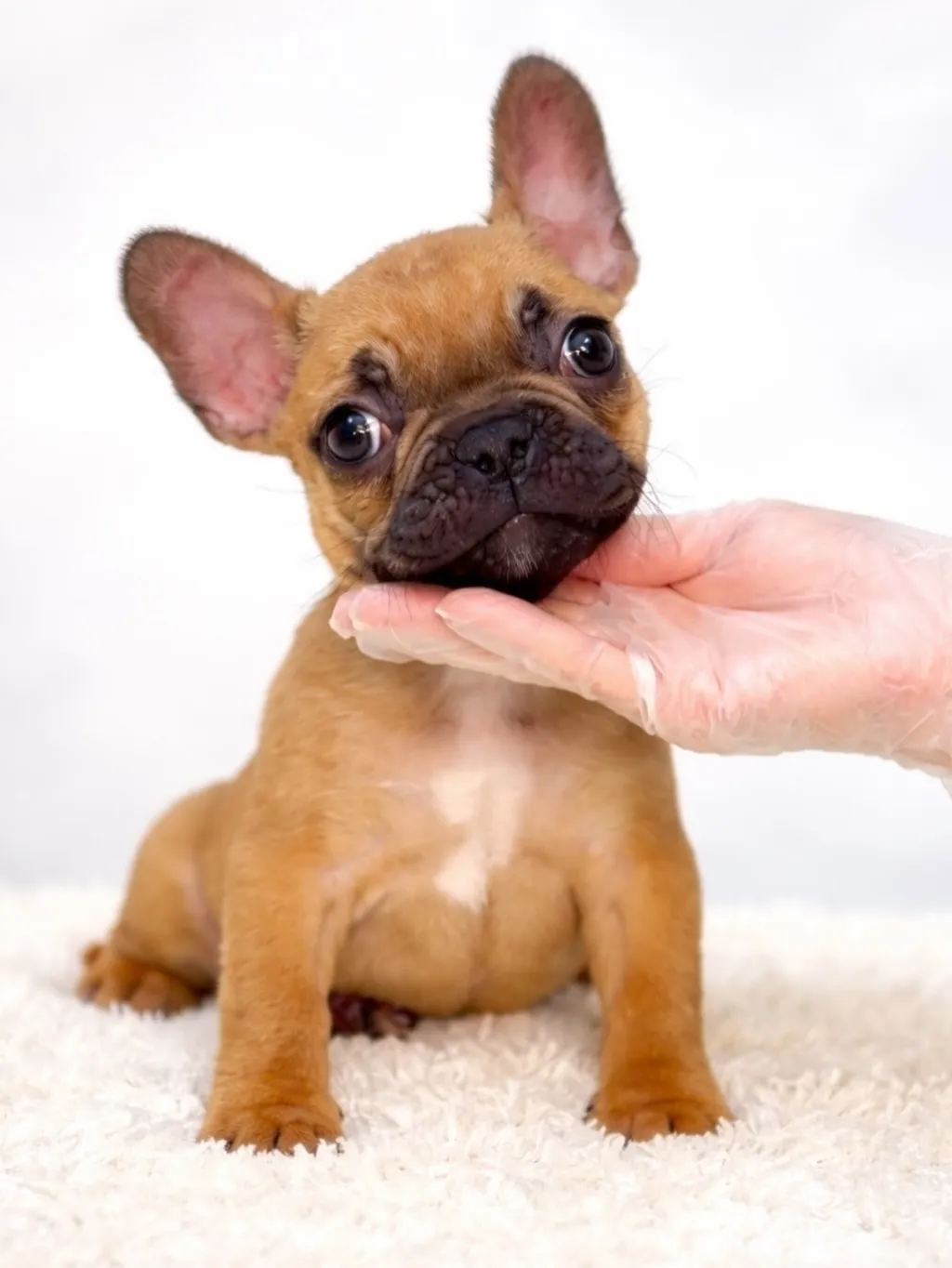 茨城県坂東市にて、フレンチブルドッグの男の子のご家族様を募集...