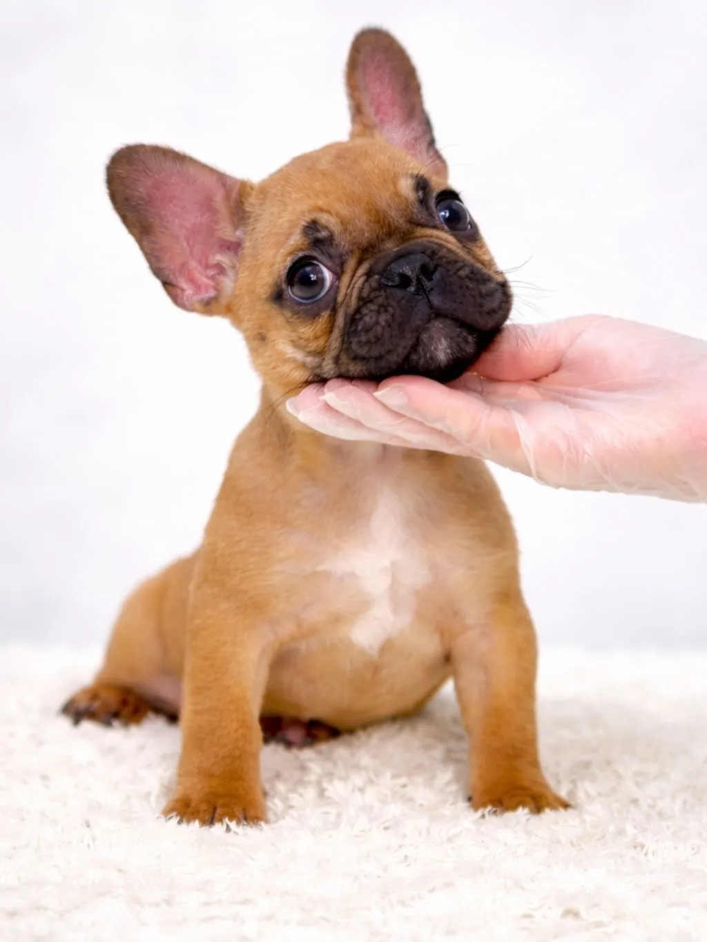 茨城県坂東市にて、フレンチブルドッグの男の子のご家族様を募集...