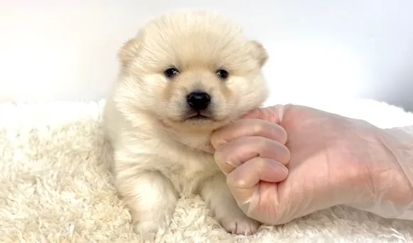 茨城県坂東市にて、ポメ柴の女の子のご家族様を募集しております...