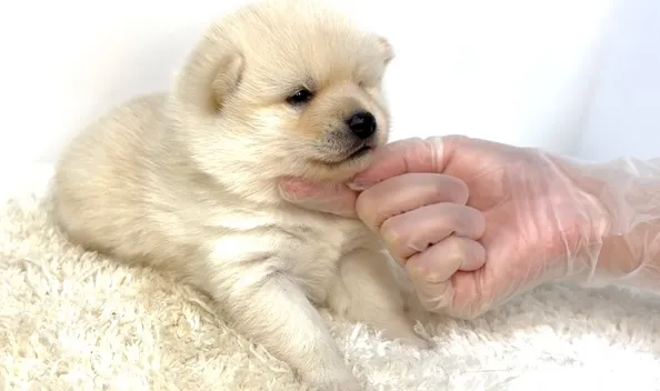 茨城県坂東市にて、ポメ柴の女の子のご家族様を募集しております...