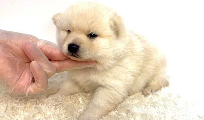 茨城県坂東市にて、ポメ柴の女の子のご家族様を募集しております...