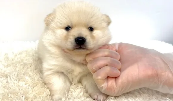 茨城県坂東市にて、ポメ柴の女の子のご家族様を募集しております...