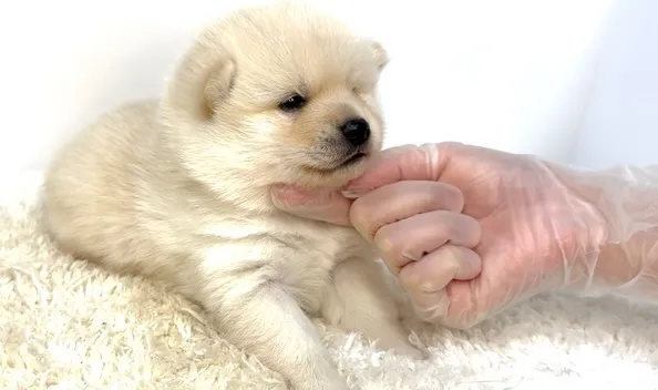 茨城県坂東市にて、ポメ柴の女の子のご家族様を募集しております...