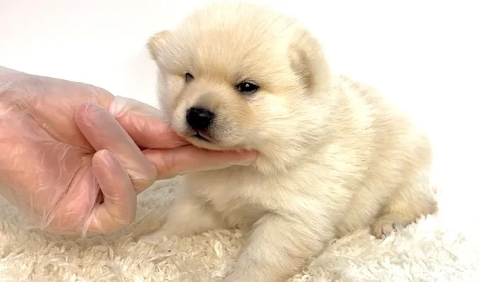 茨城県坂東市にて、ポメ柴の女の子のご家族様を募集しております...