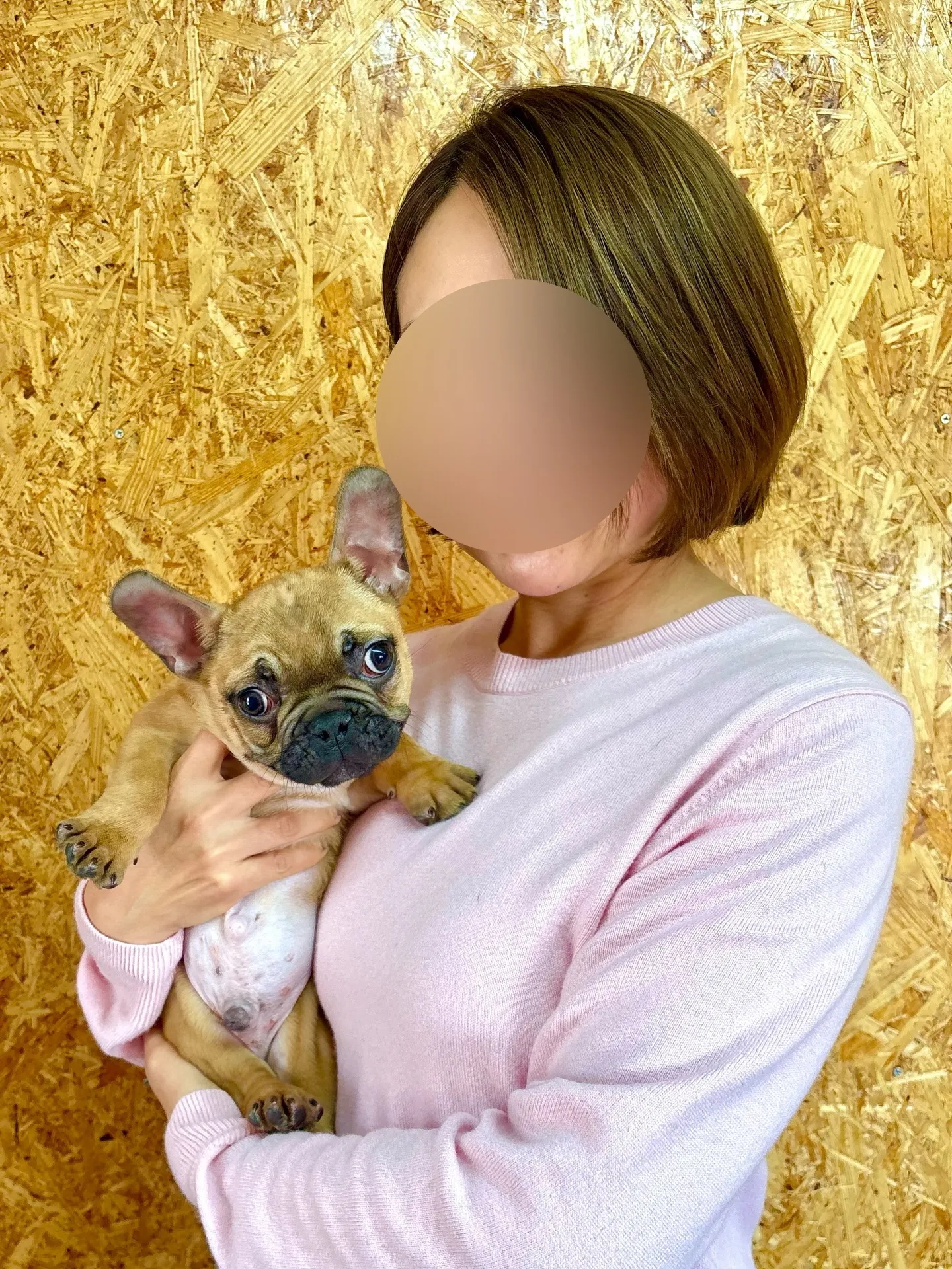 本日、埼玉県のご家族様がフレンチブルドッグの男の子をお迎えに...