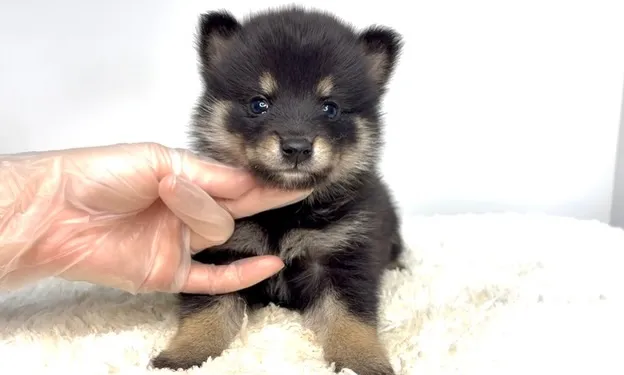 茨城県坂東市にて、ポメ柴の男の子のご家族様を募集しております...