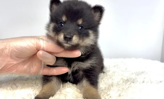 茨城県坂東市にて、ポメ柴の男の子のご家族様を募集しております...