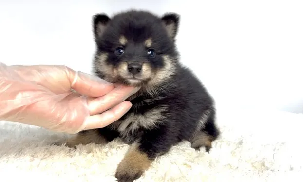 茨城県坂東市にて、ポメ柴の男の子のご家族様を募集しております...