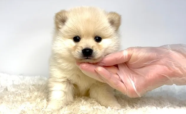 茨城県坂東市にて、ポメ柴の女の子のご家族様を募集しております...