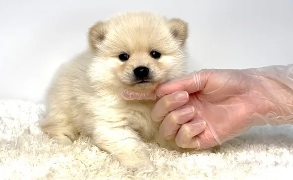 茨城県坂東市にて、ポメ柴の女の子のご家族様を募集しております...